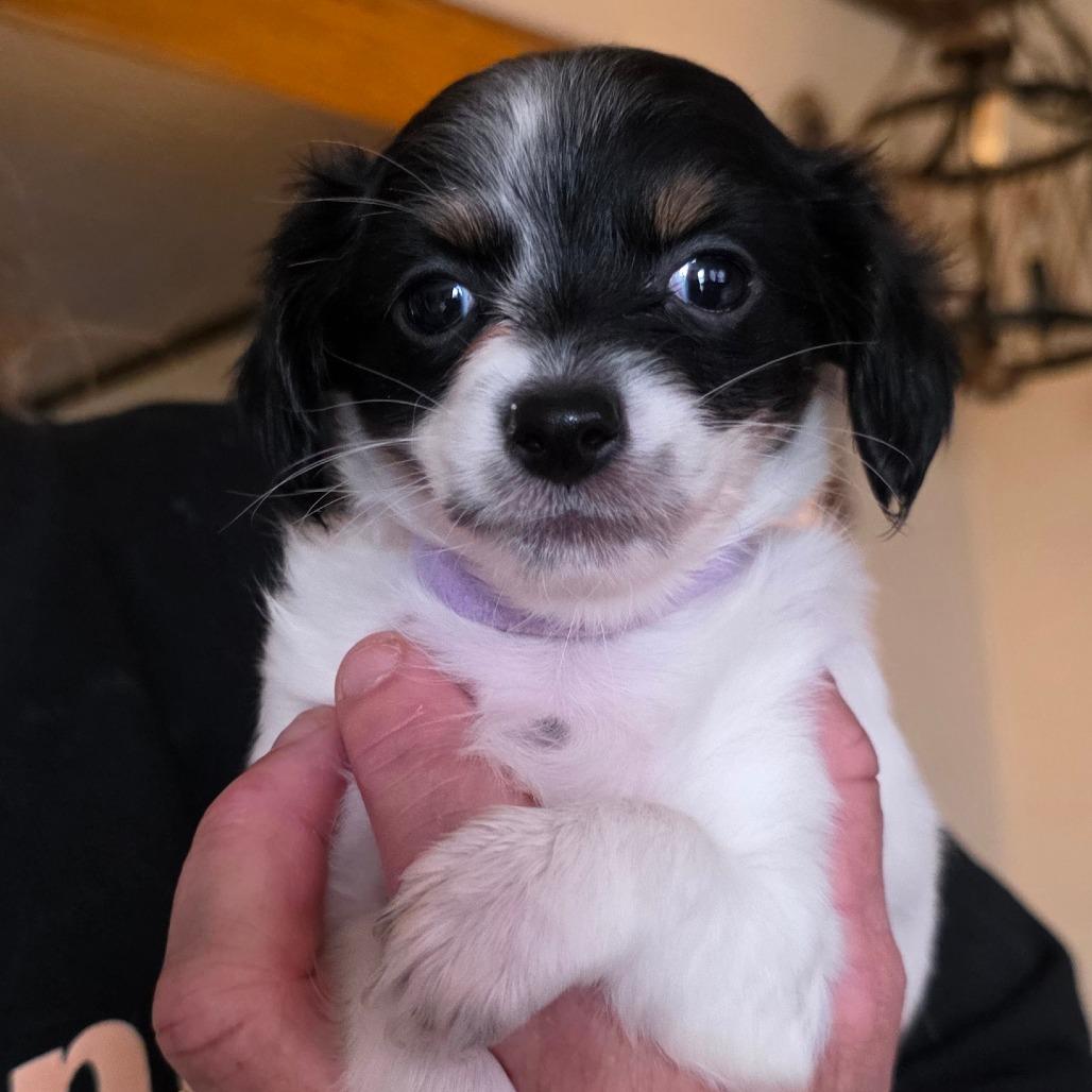Chika, Adoptable, Puppy Female Chihuahua.