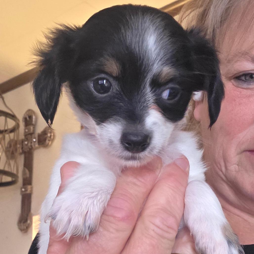Enlarge Chika, a Adoptable Chihuahua in Goltry, OK image 6/6