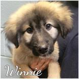 Winnie, a ADOPTABLE mixed breed in Commerce, TX image 3/3