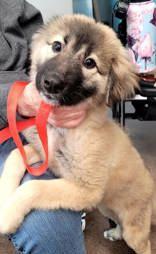 Winnie, ADOPTABLE, Young Female Dutch Shepherd.
