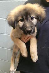 Winnie, a ADOPTABLE mixed breed in Commerce, TX image 2/3