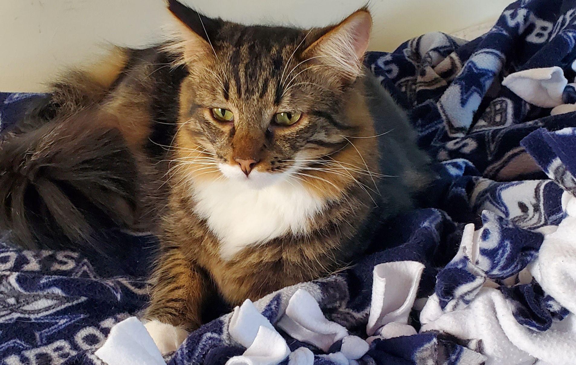 Juanito, an adoptable Domestic Long Hair, Maine Coon in Salinas, CA, 93905 | Photo Image 1