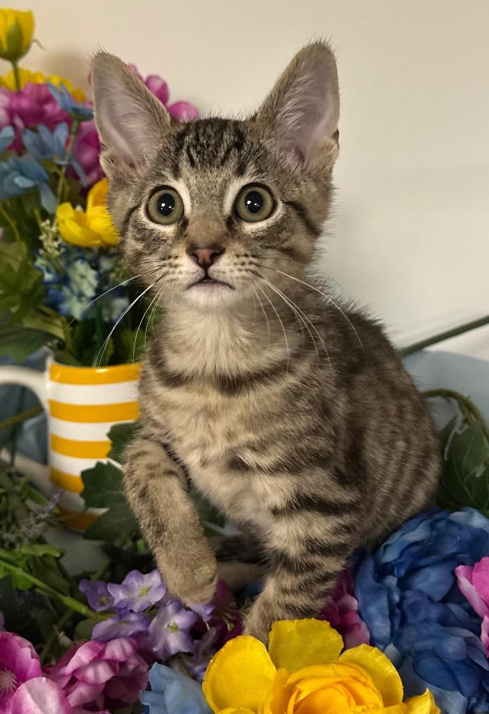 Enlarge 1/26/26 Beau, a Adoptable mixed breed in Stillwater, OK image 1/1