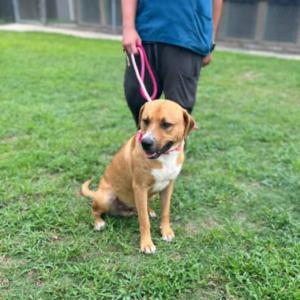Cole, Adoptable, Young Male Shepherd & Carolina Dog.