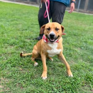Enlarge Cole, a Adoptable mixed breed in Orangeburg, SC image 2/3