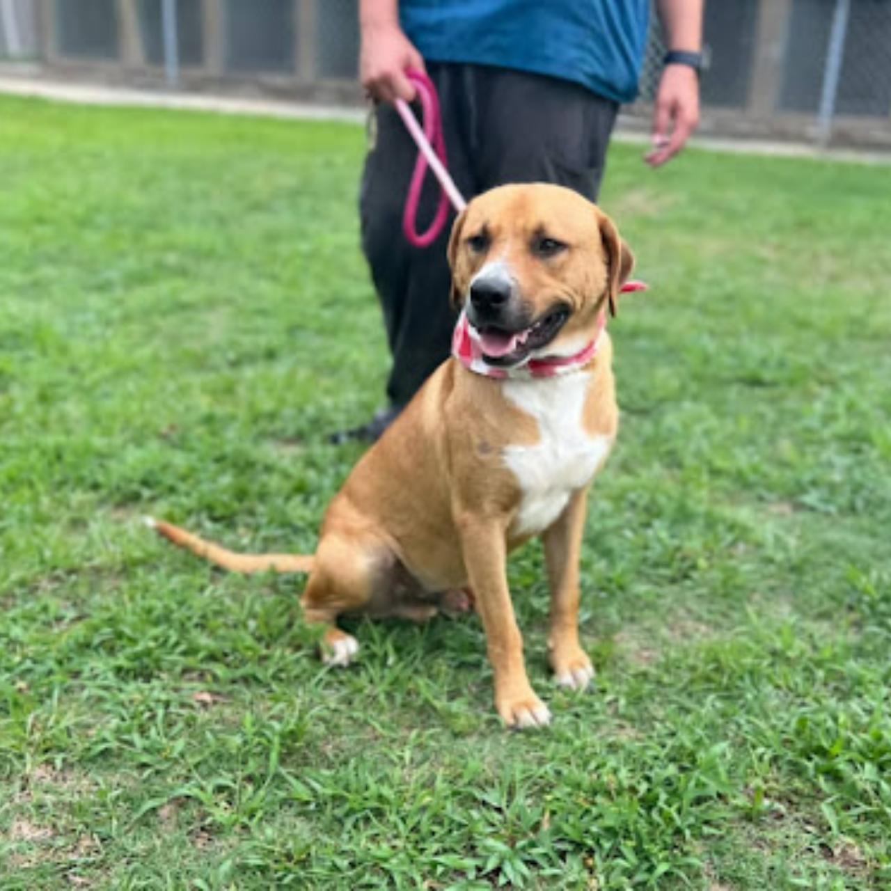 Enlarge Cole, a Adoptable mixed breed in Orangeburg, SC image 3/3