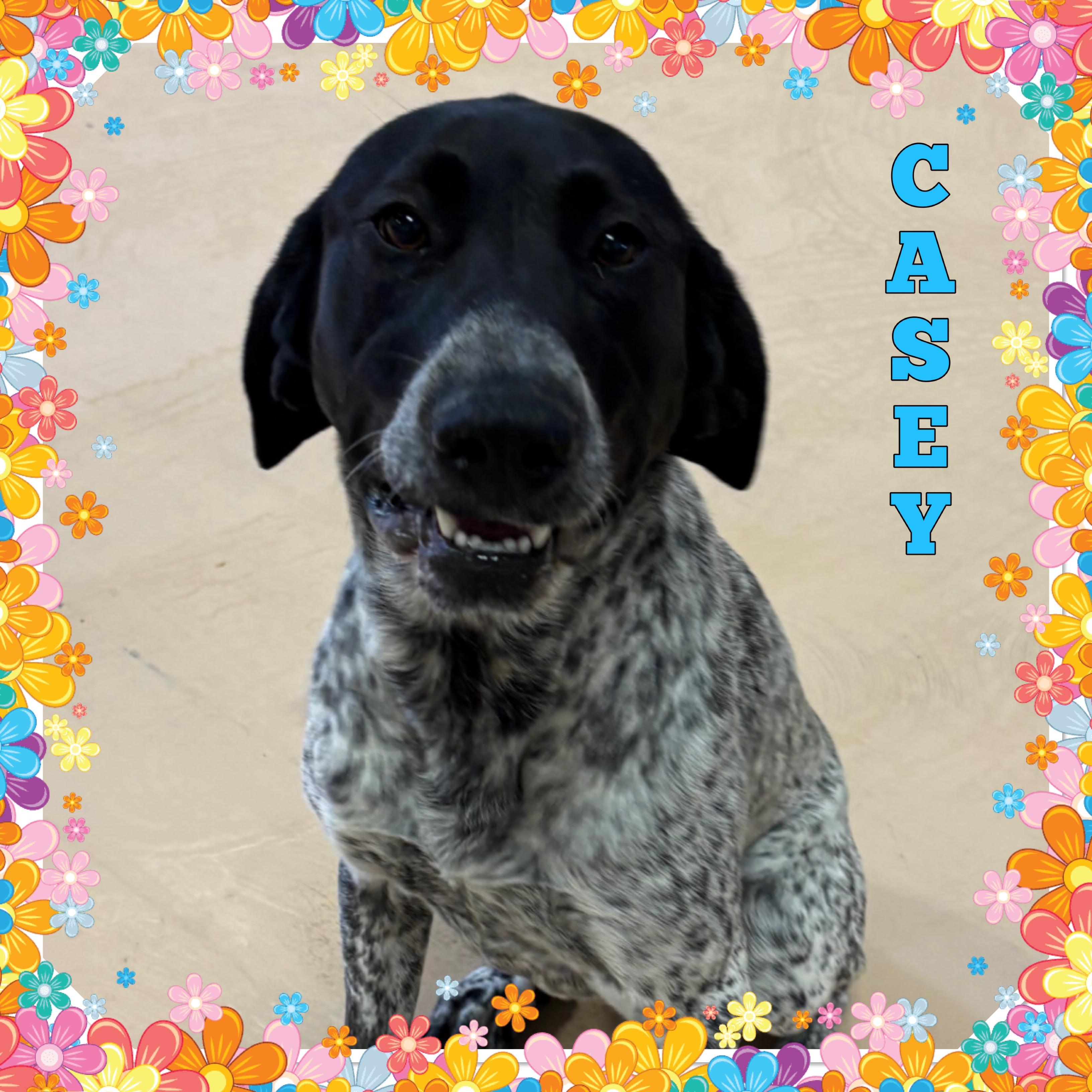 Casey photo 3