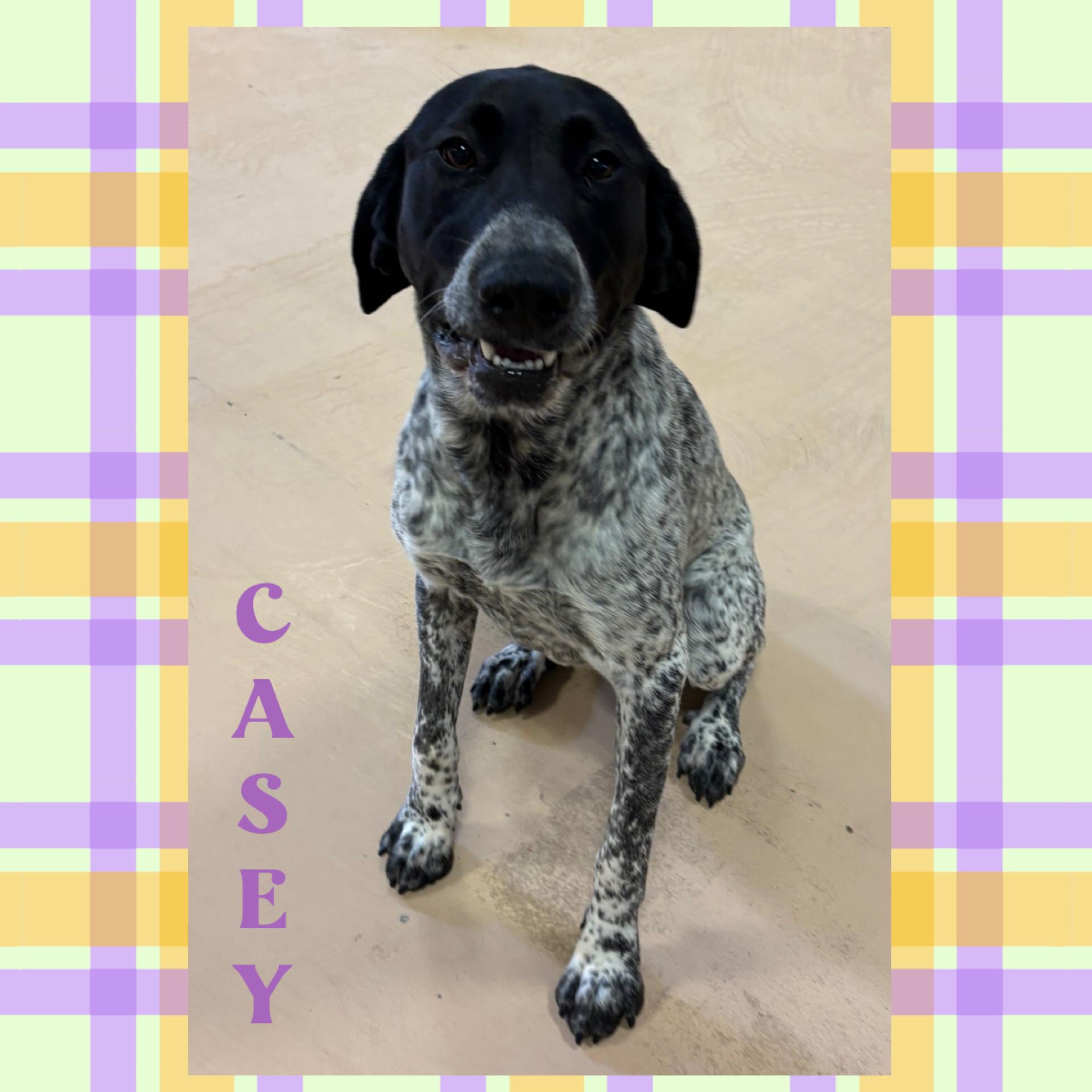 Casey, Young Male German Shorthaired Pointer