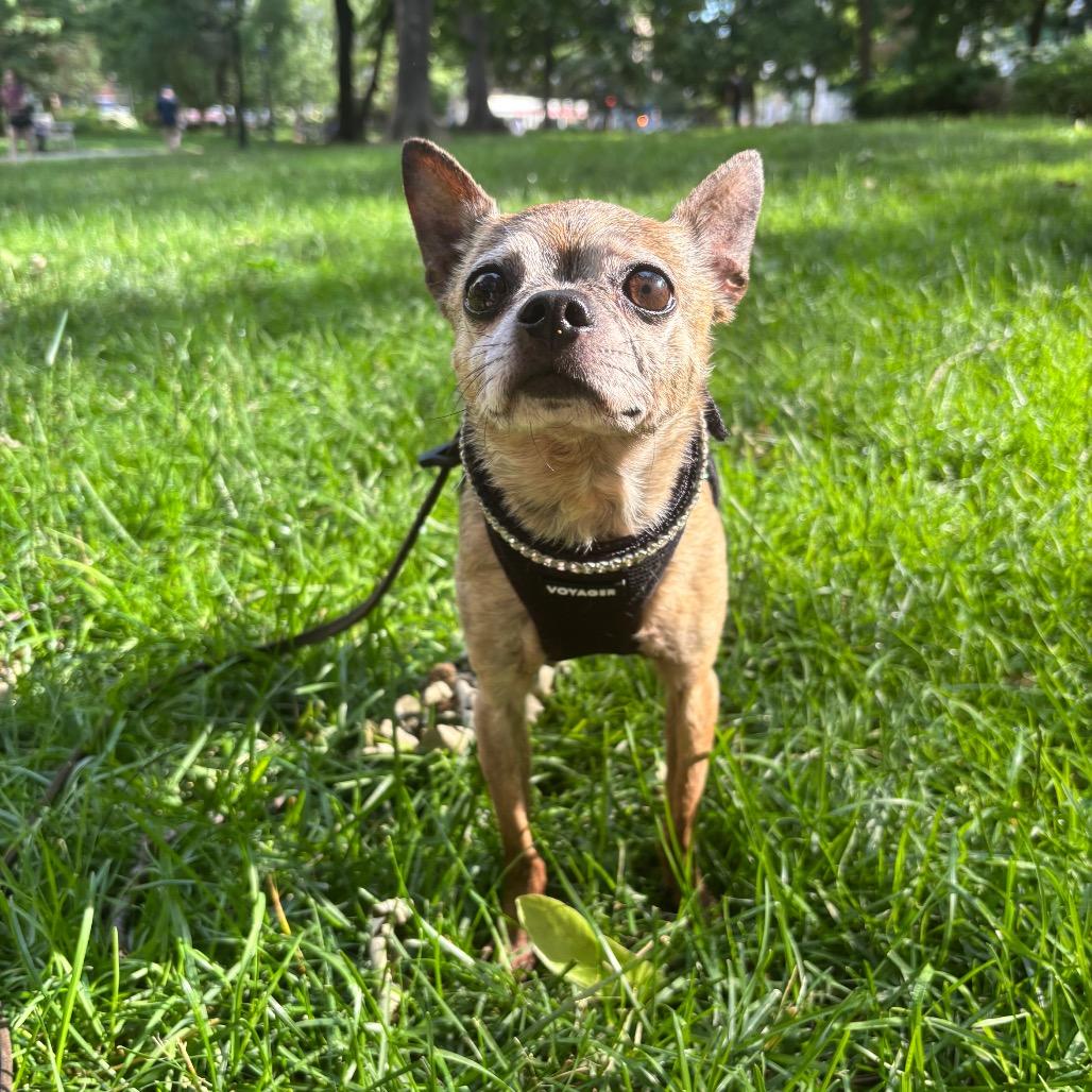 Enlarge Twiggy FKA BJ, a Adoptable mixed breed in Philadelphia, PA image 1/6