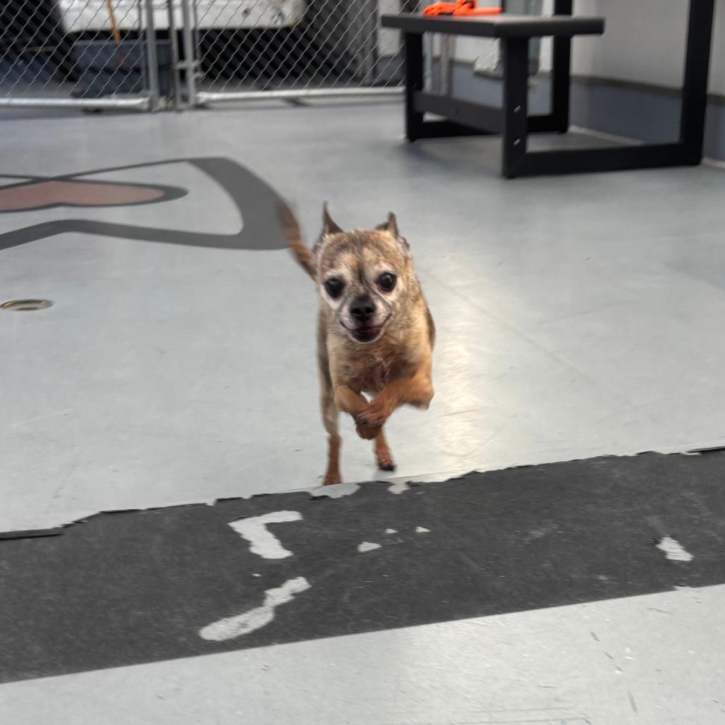 Enlarge Twiggy FKA BJ, a Adoptable mixed breed in Philadelphia, PA image 2/6
