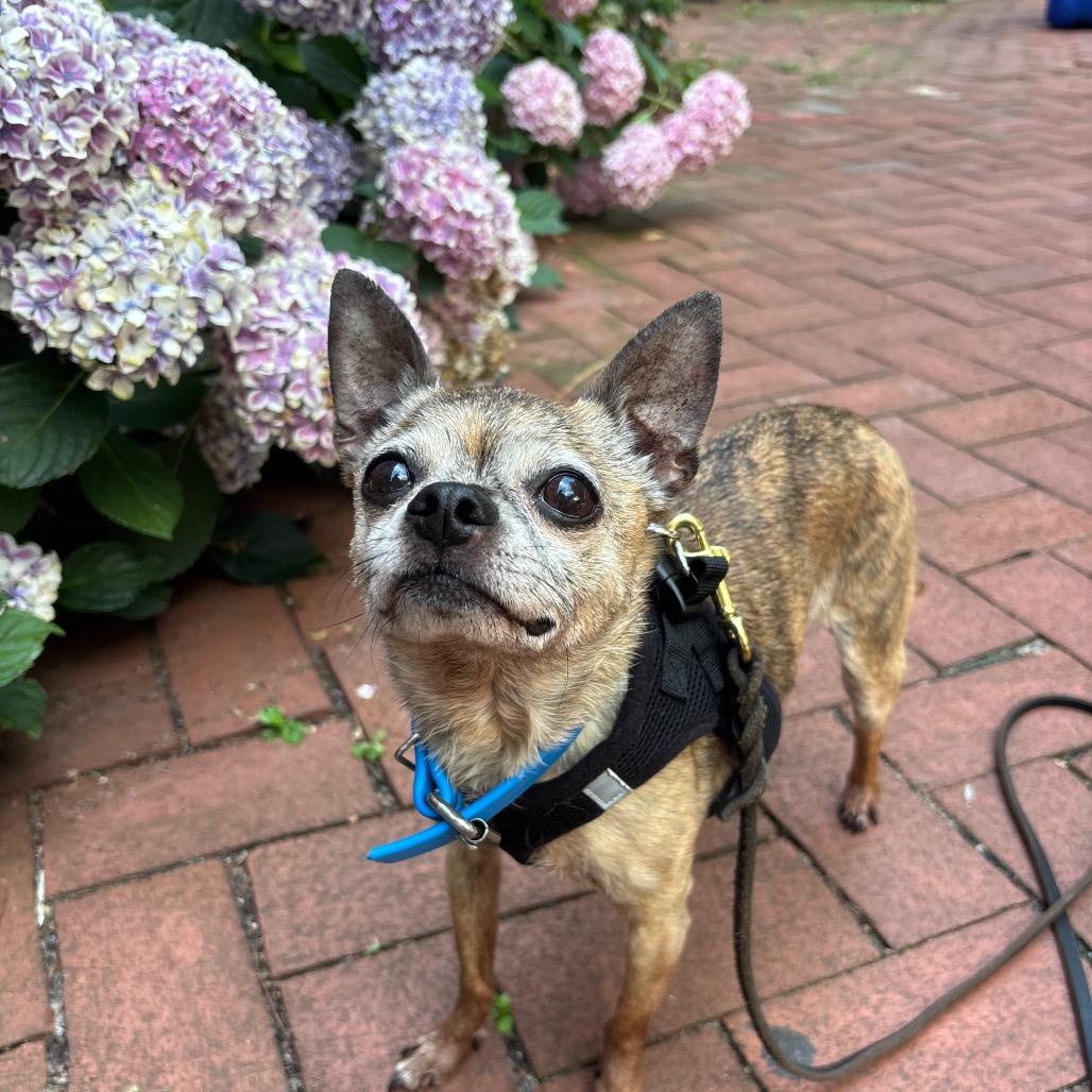 Enlarge Twiggy FKA BJ, a Adoptable mixed breed in Philadelphia, PA image 3/6