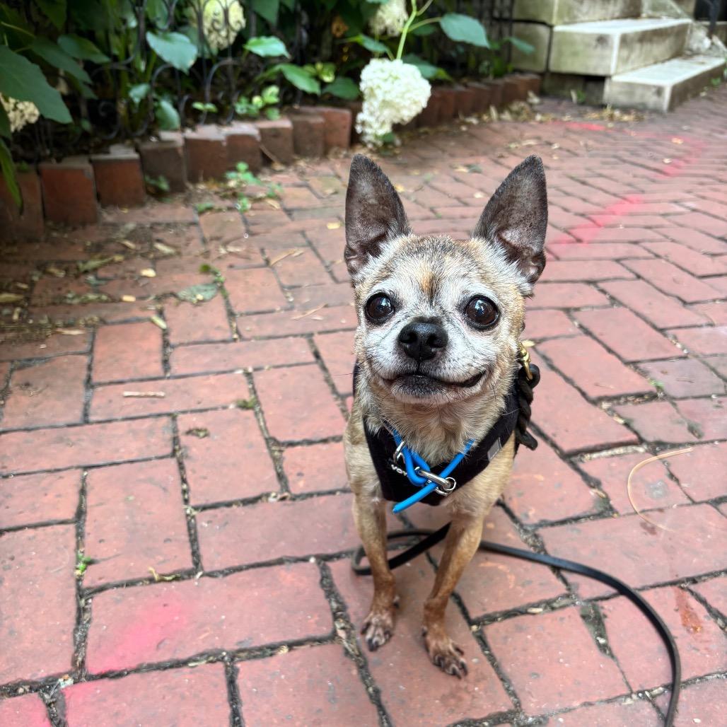Enlarge Twiggy FKA BJ, a Adoptable mixed breed in Philadelphia, PA image 5/6