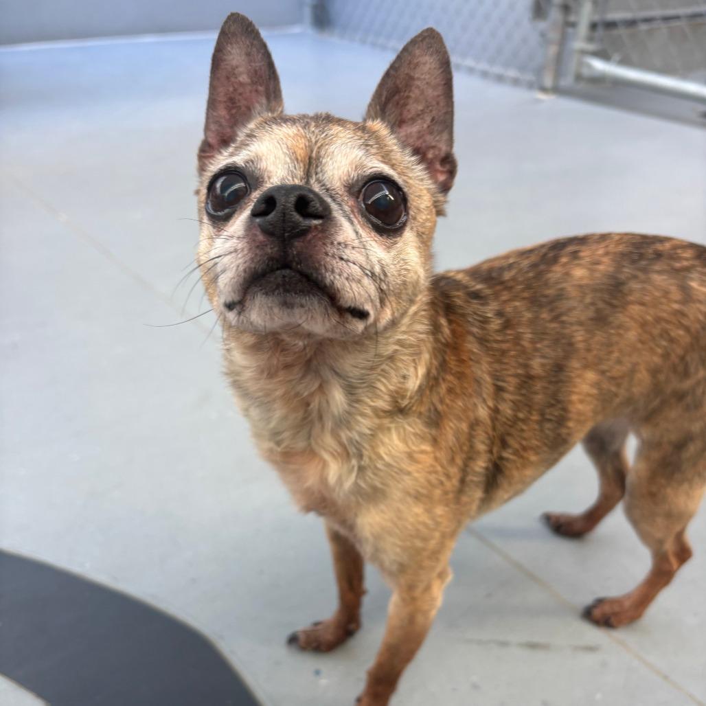 Enlarge Twiggy FKA BJ, a Adoptable mixed breed in Philadelphia, PA image 6/6