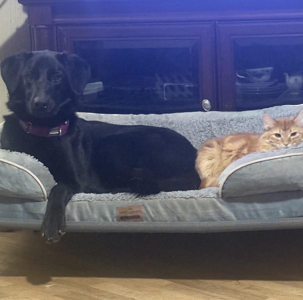 Joey (Jo), a Adoptable mixed breed in Spokane Valley, WA image 2/2