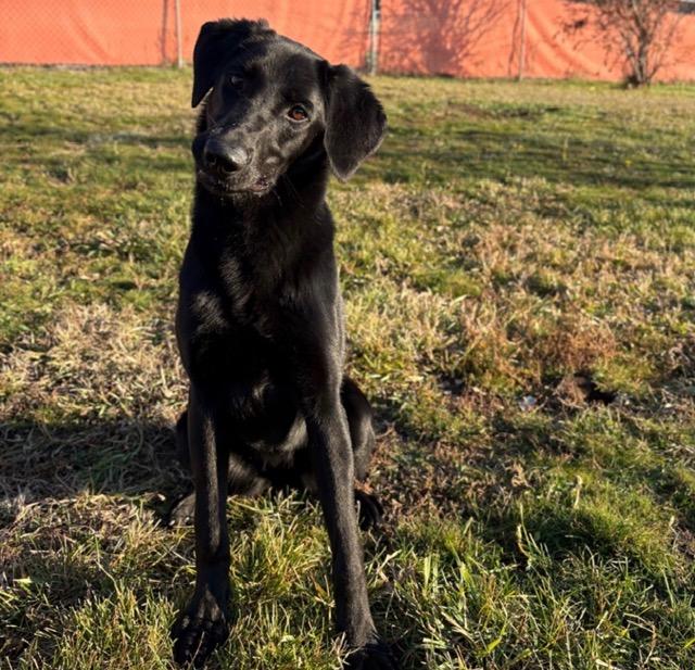 Joey (Jo), a Adoptable mixed breed in Spokane Valley, WA image 1/2