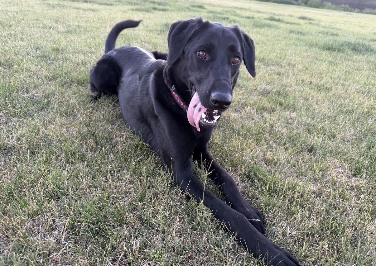 Joey (Jo), Adoptable, Young Female German Shepherd Dog & Black Labrador Retriever.