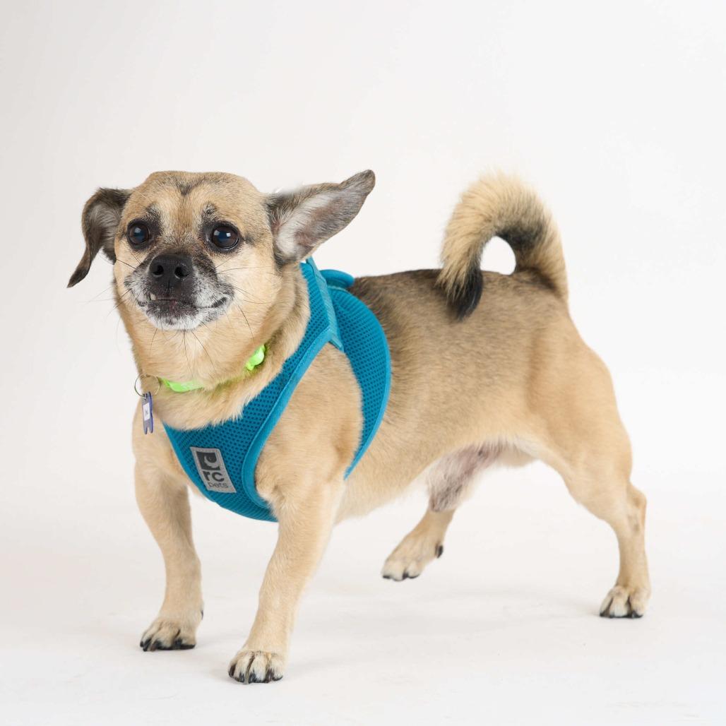 Uhaul 14179, a Adoptable Chihuahua in San Francisco, CA image 1/6