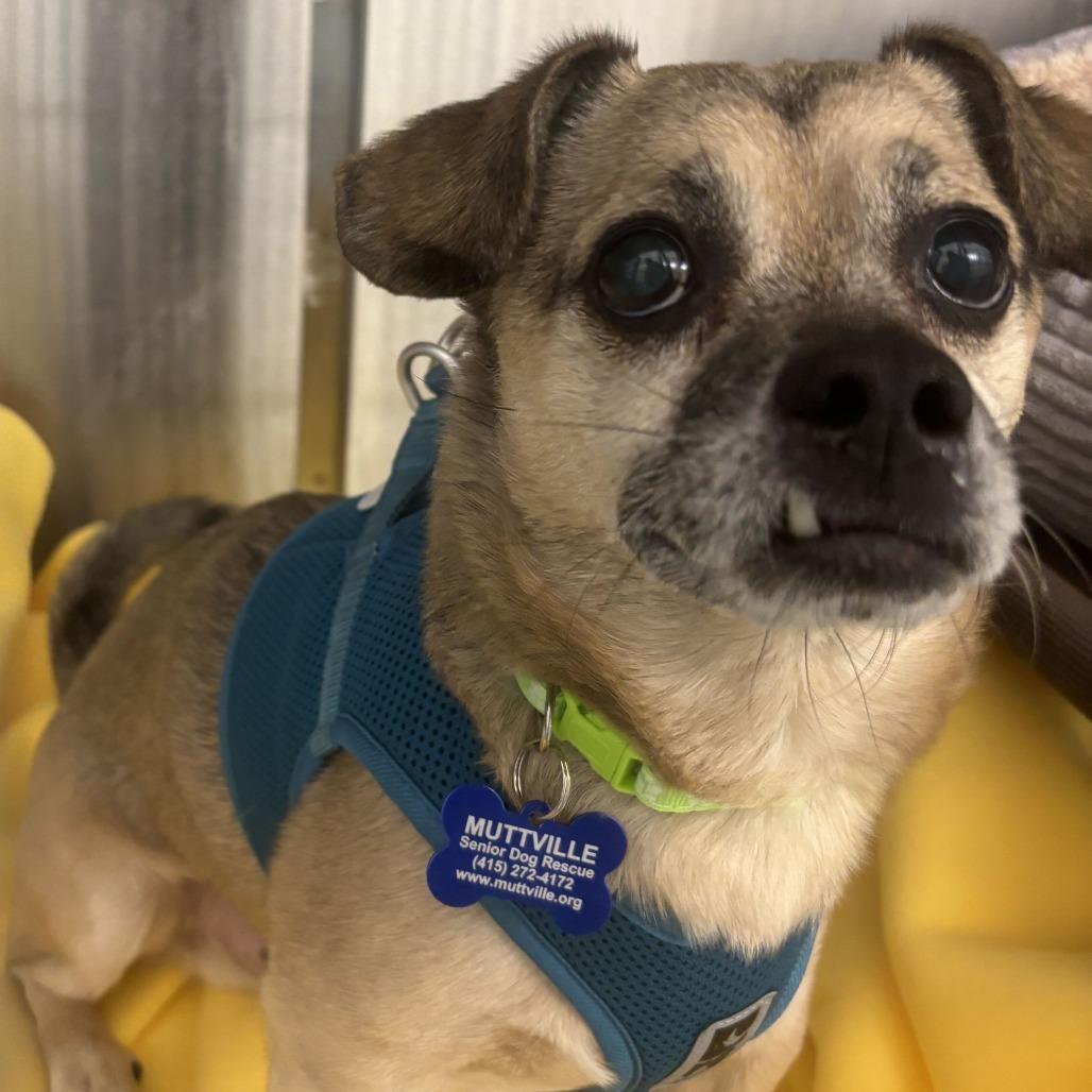 Uhaul 14179, a Adoptable Chihuahua in San Francisco, CA image 2/6