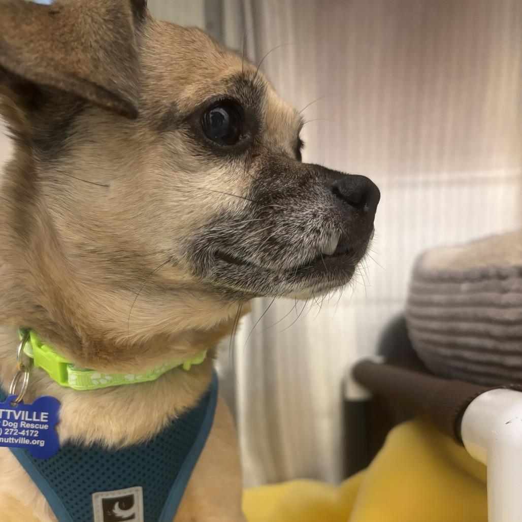 Uhaul 14179, a Adoptable Chihuahua in San Francisco, CA image 3/6