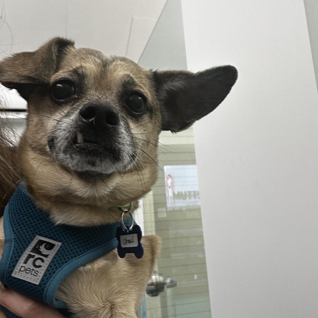 Uhaul 14179, a Adoptable Chihuahua in San Francisco, CA image 4/6