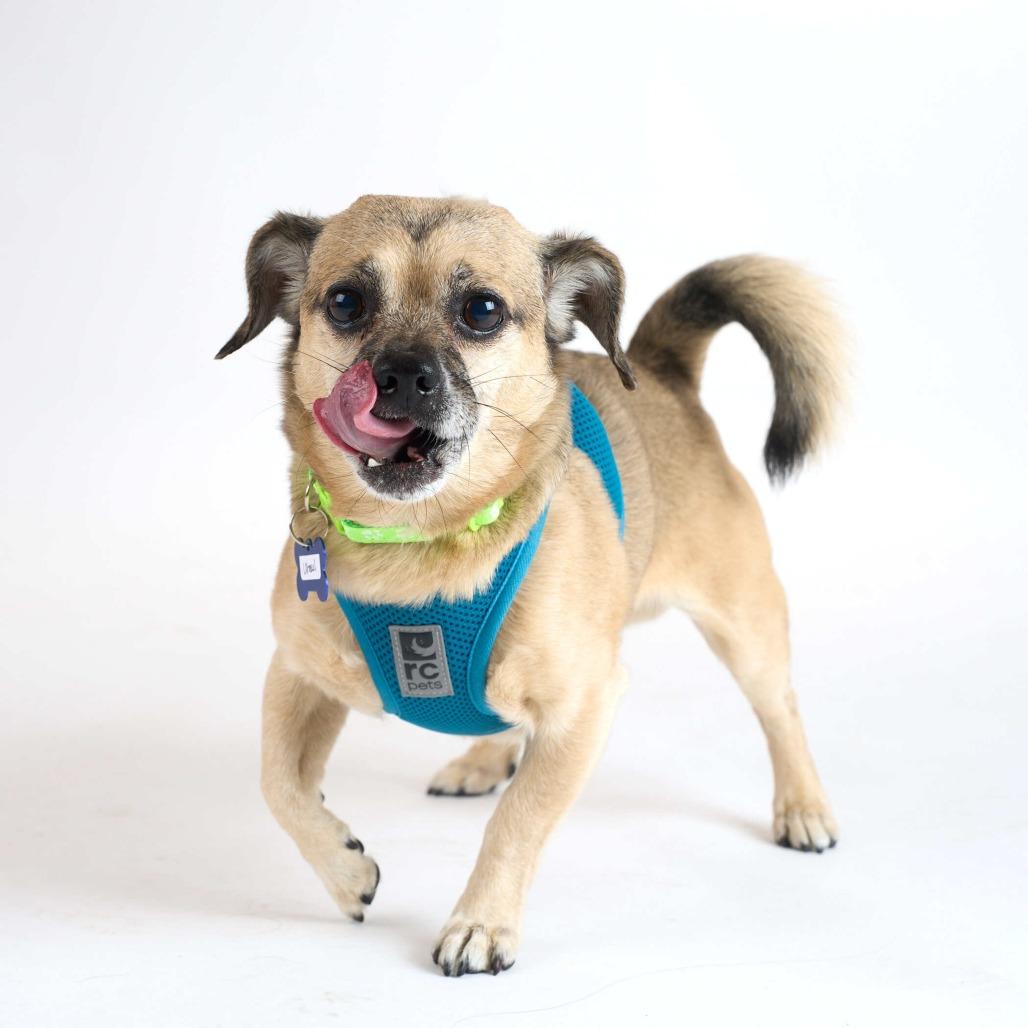 Uhaul 14179, a Adoptable Chihuahua in San Francisco, CA image 5/6