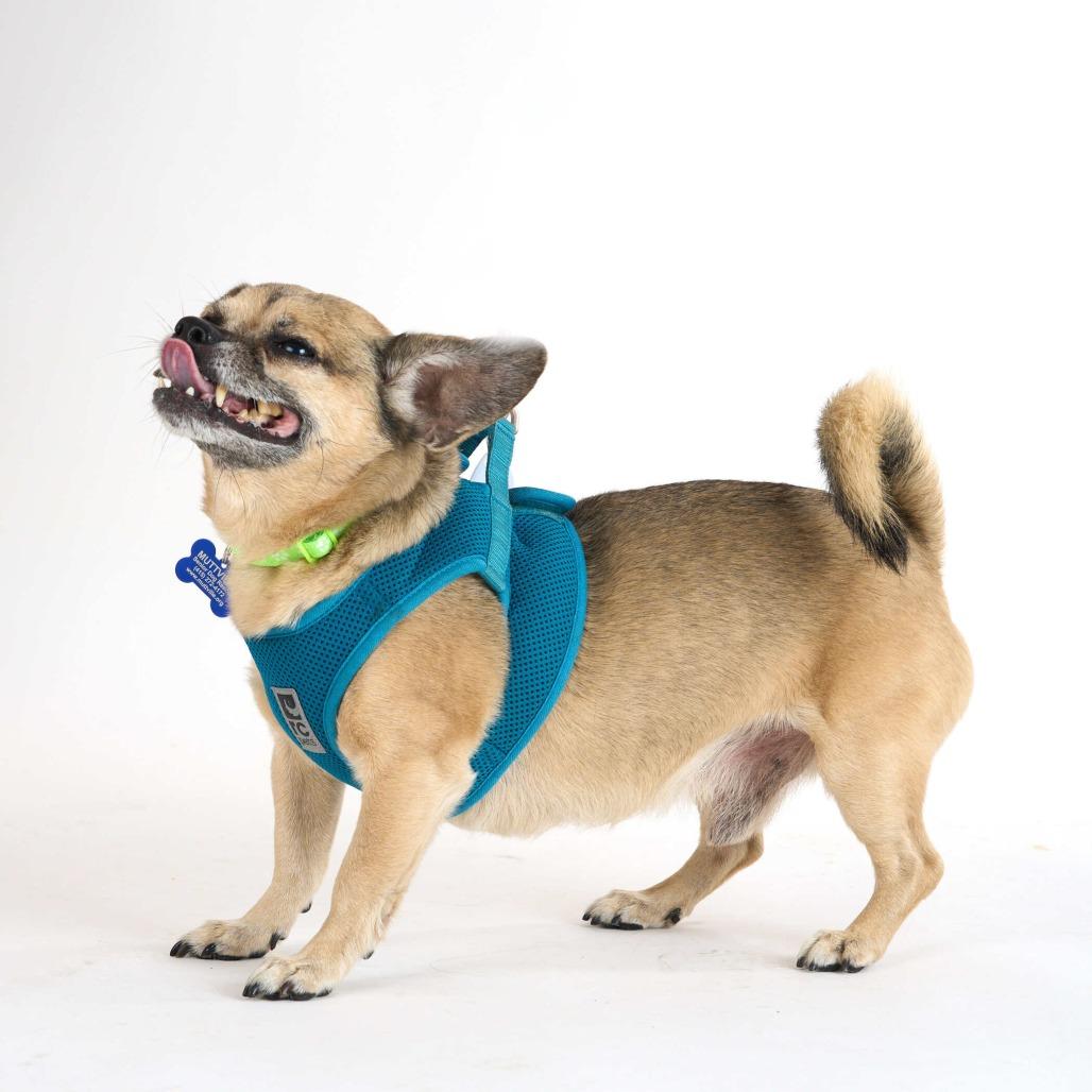 Uhaul 14179, a Adoptable Chihuahua in San Francisco, CA image 6/6