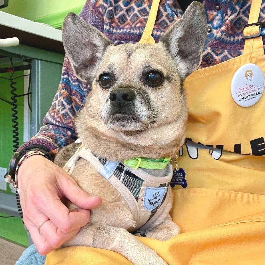 Uhaul 14179, a Adoptable Chihuahua in San Francisco, CA image 6/6
