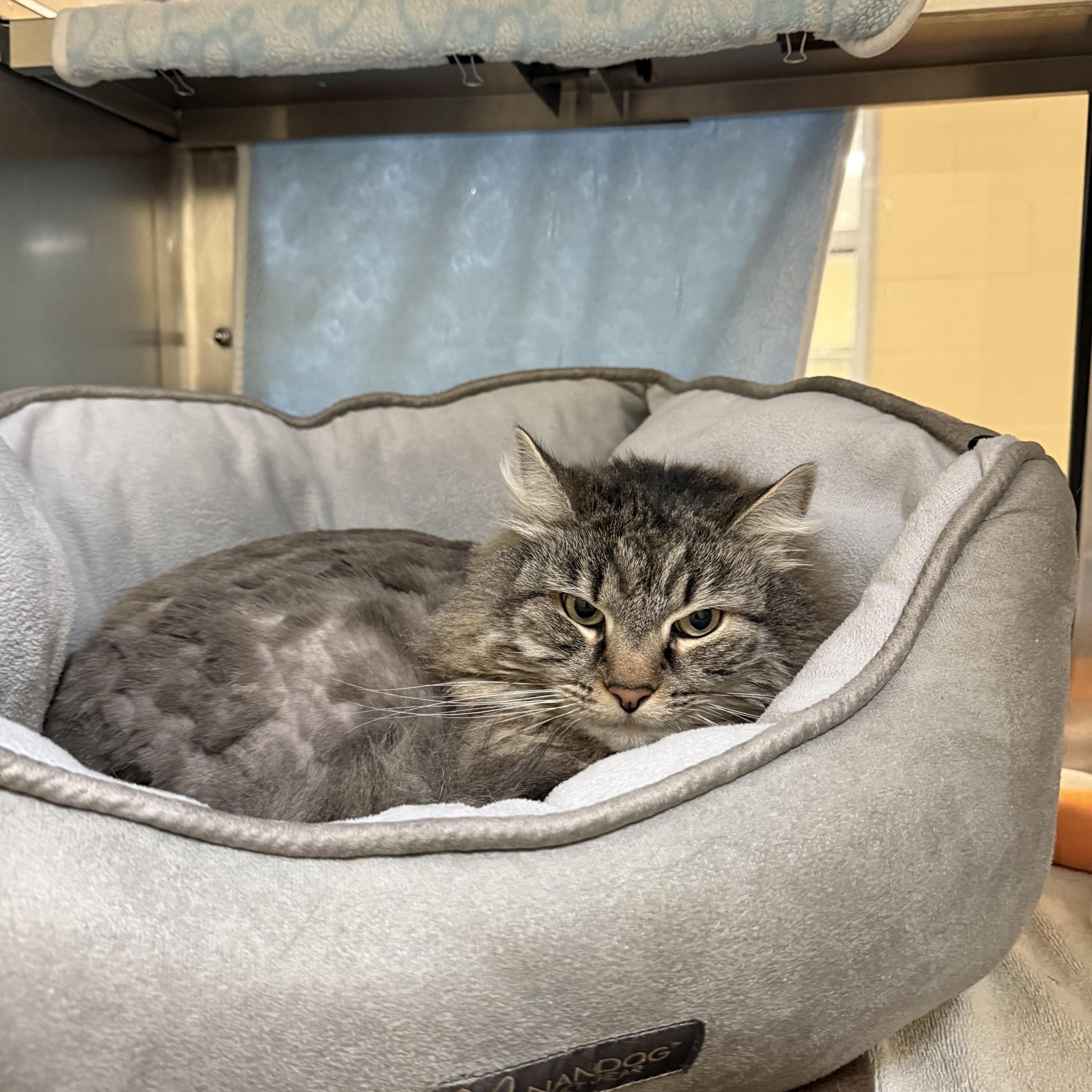Millie, ADOPTABLE, Senior Female Domestic Long Hair.