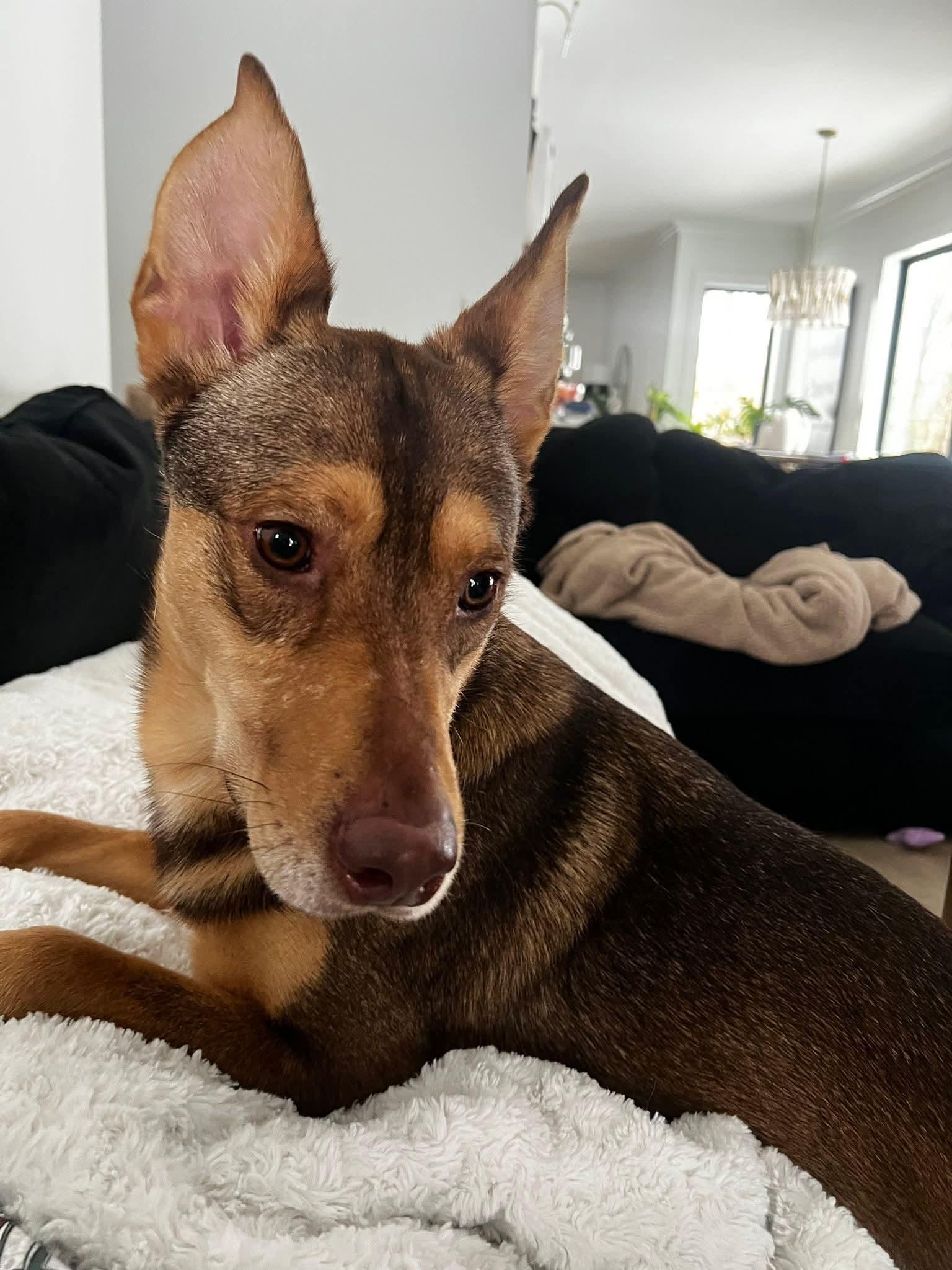 willie, ADOPTABLE, Young Male Cattle Dog.