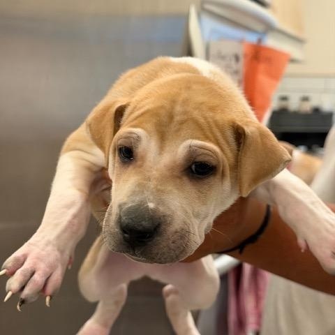 Nick, Adoptable, Puppy Male Shar-Pei.