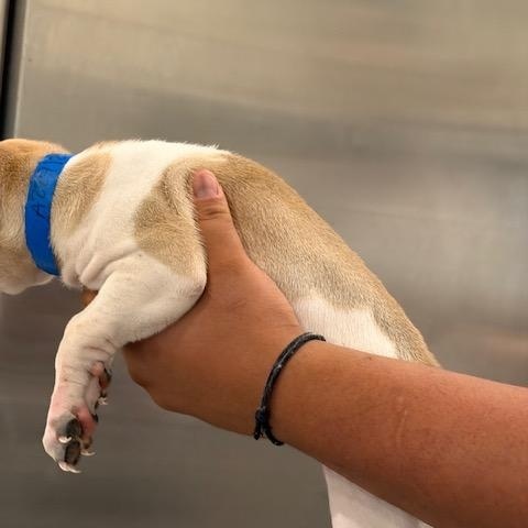 Enlarge Nick, a Adoptable mixed breed in Agua Dulce, CA image 2/6