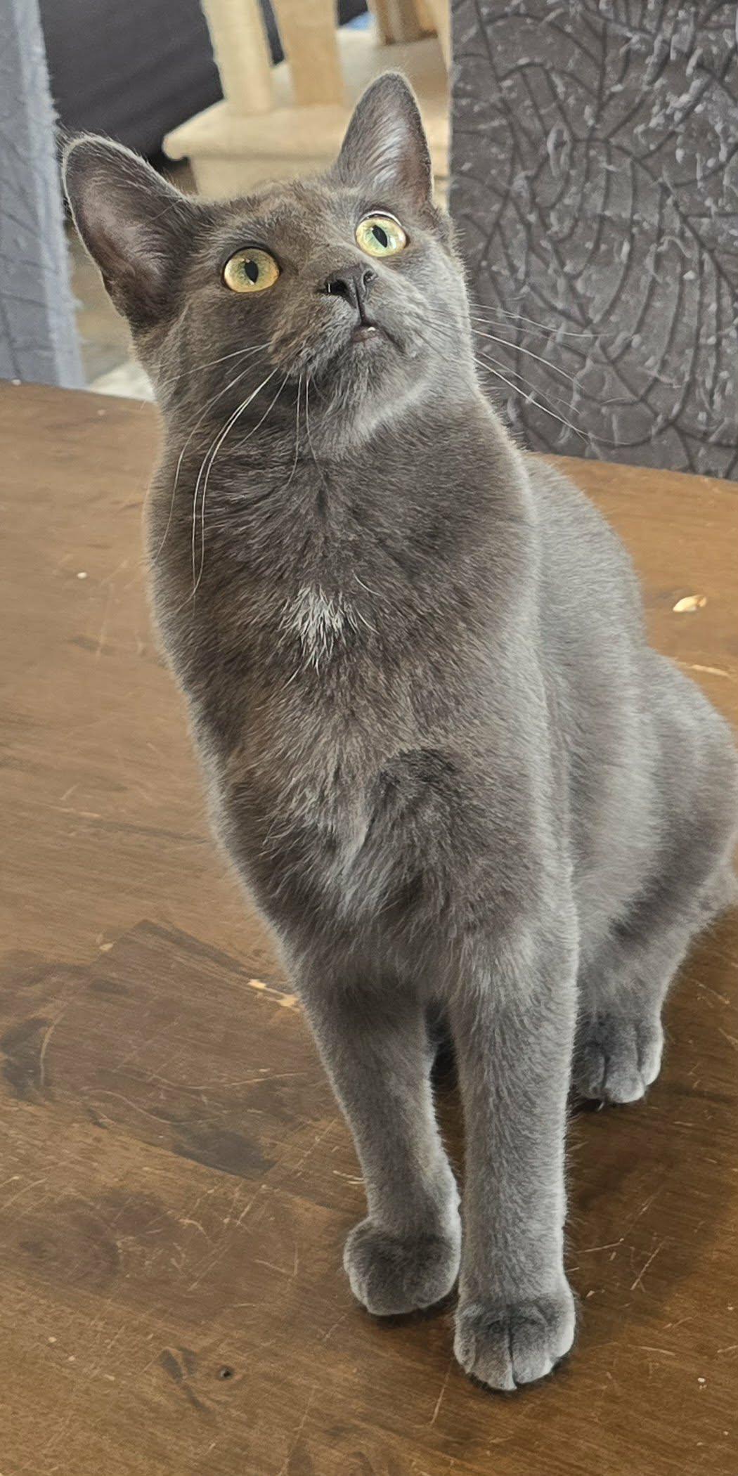 Chance, a Adoptable Domestic Short Hair in Stevensville, ON image 2/2