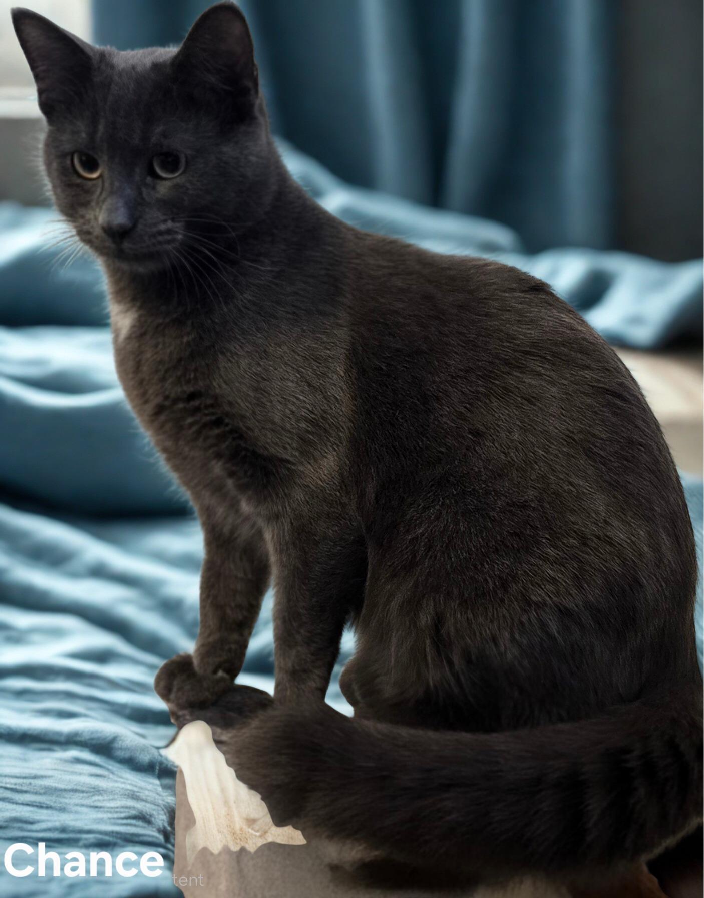 Enlarge Chance, a Adoptable Domestic Short Hair in Stevensville, ON image 1/2