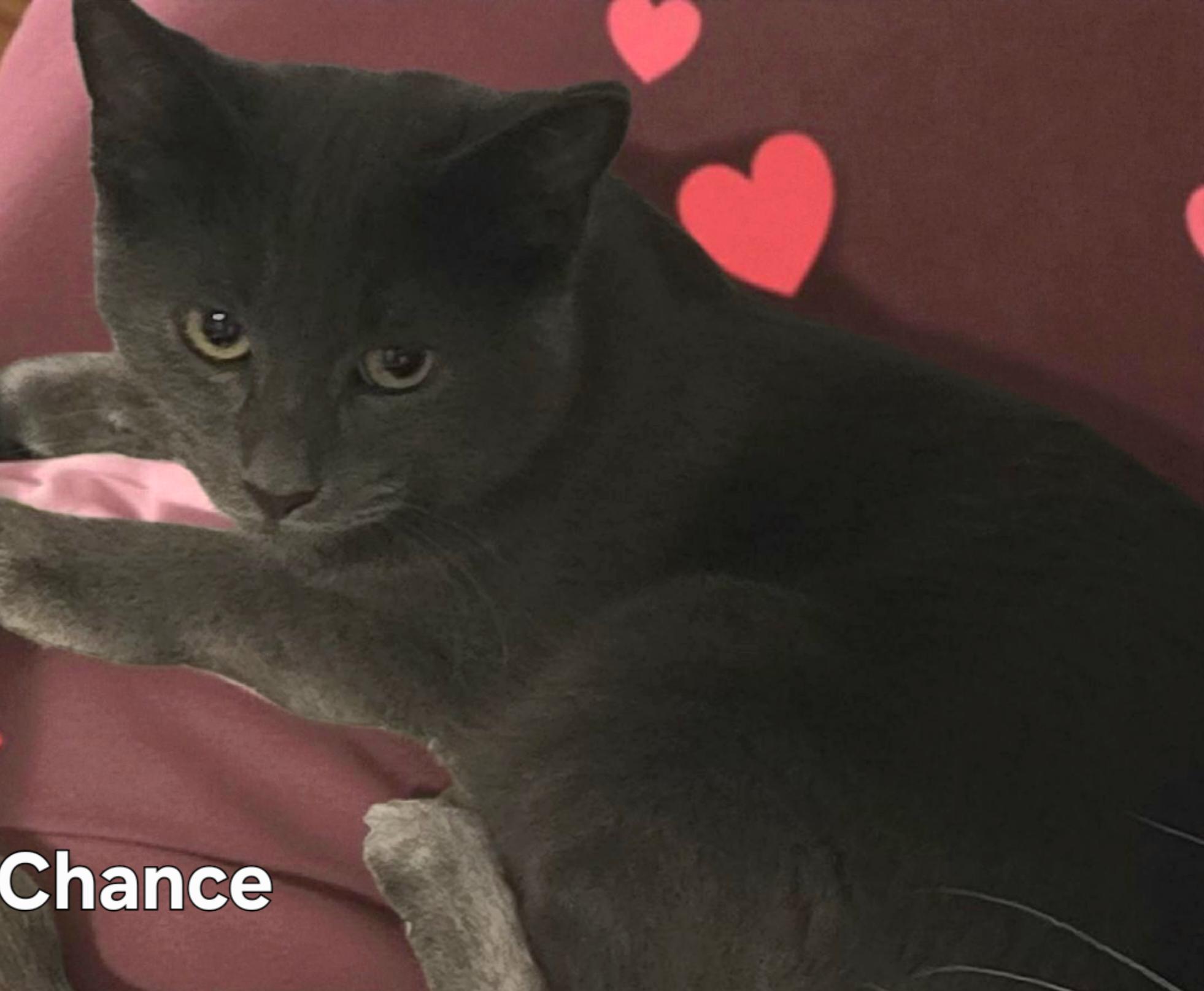 Chance, a Adoptable Domestic Short Hair in Stevensville, ON image 1/2