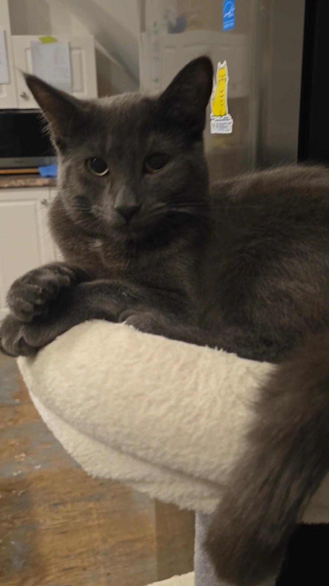 Chance, Adoptable, Young Male Domestic Short Hair.