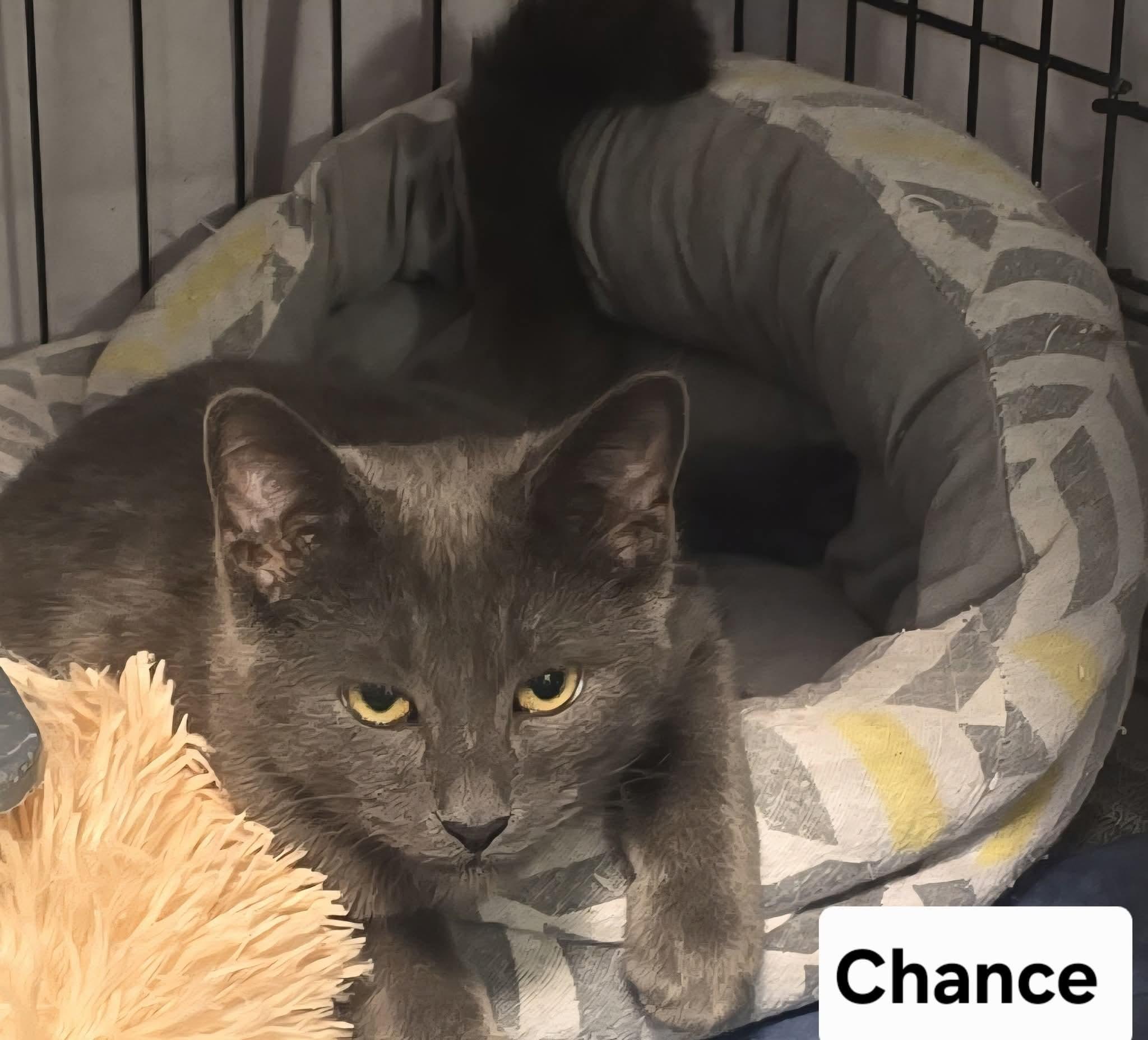 Chance, Adoptable, Young Male Domestic Short Hair.