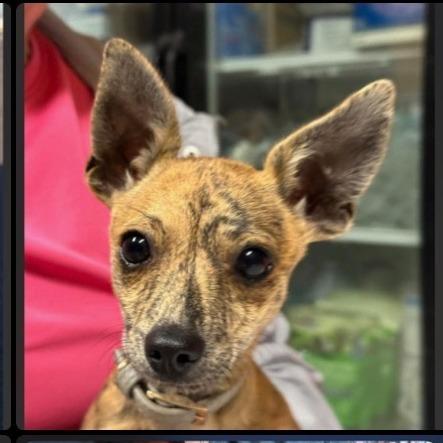Buzz LightyearAvailable 10/23, Adoptable, Puppy Female Chihuahua.