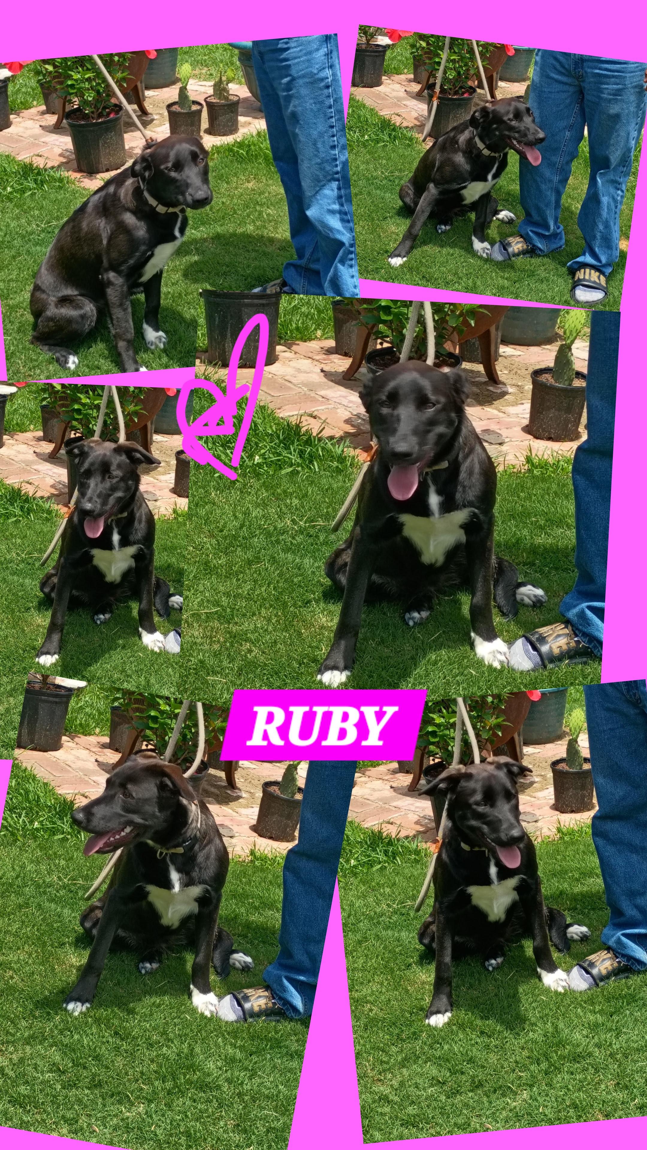 Enlarge Ruby Rae, a ADOPTABLE mixed breed in Medfield, MA image 4/4