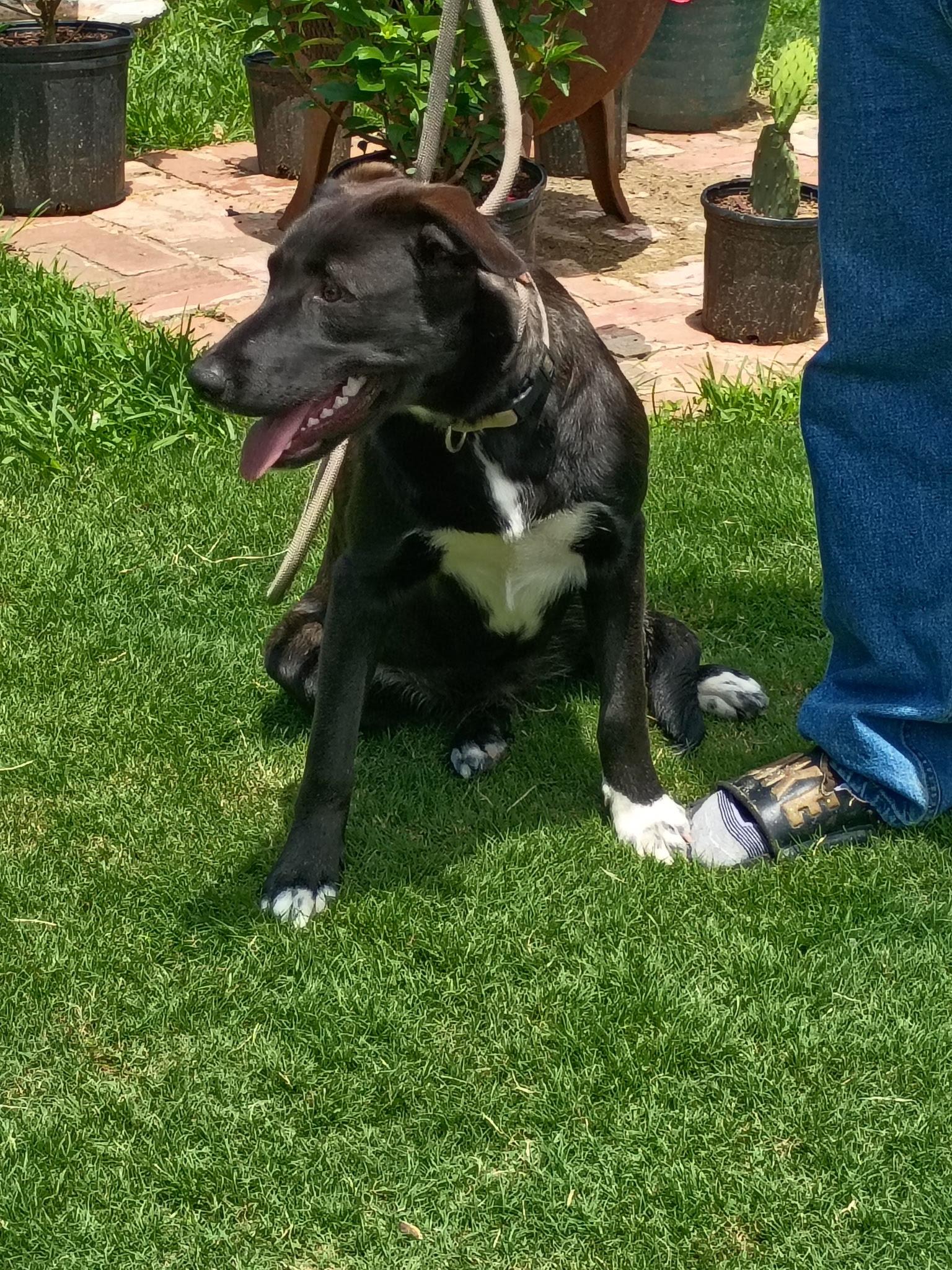 Enlarge Ruby Rae, a ADOPTABLE mixed breed in Medfield, MA image 3/4