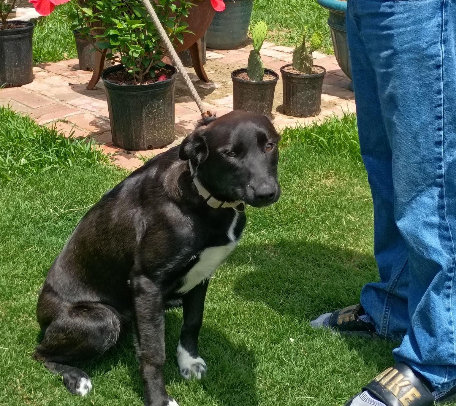 Enlarge Ruby Rae, a ADOPTABLE mixed breed in Medfield, MA image 2/4