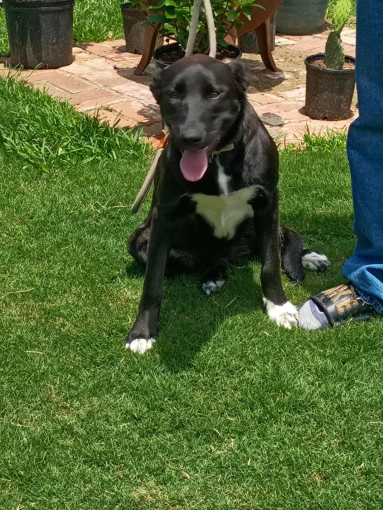 Ruby Rae, ADOPTABLE, Puppy Female Black Labrador Retriever & Border Collie.