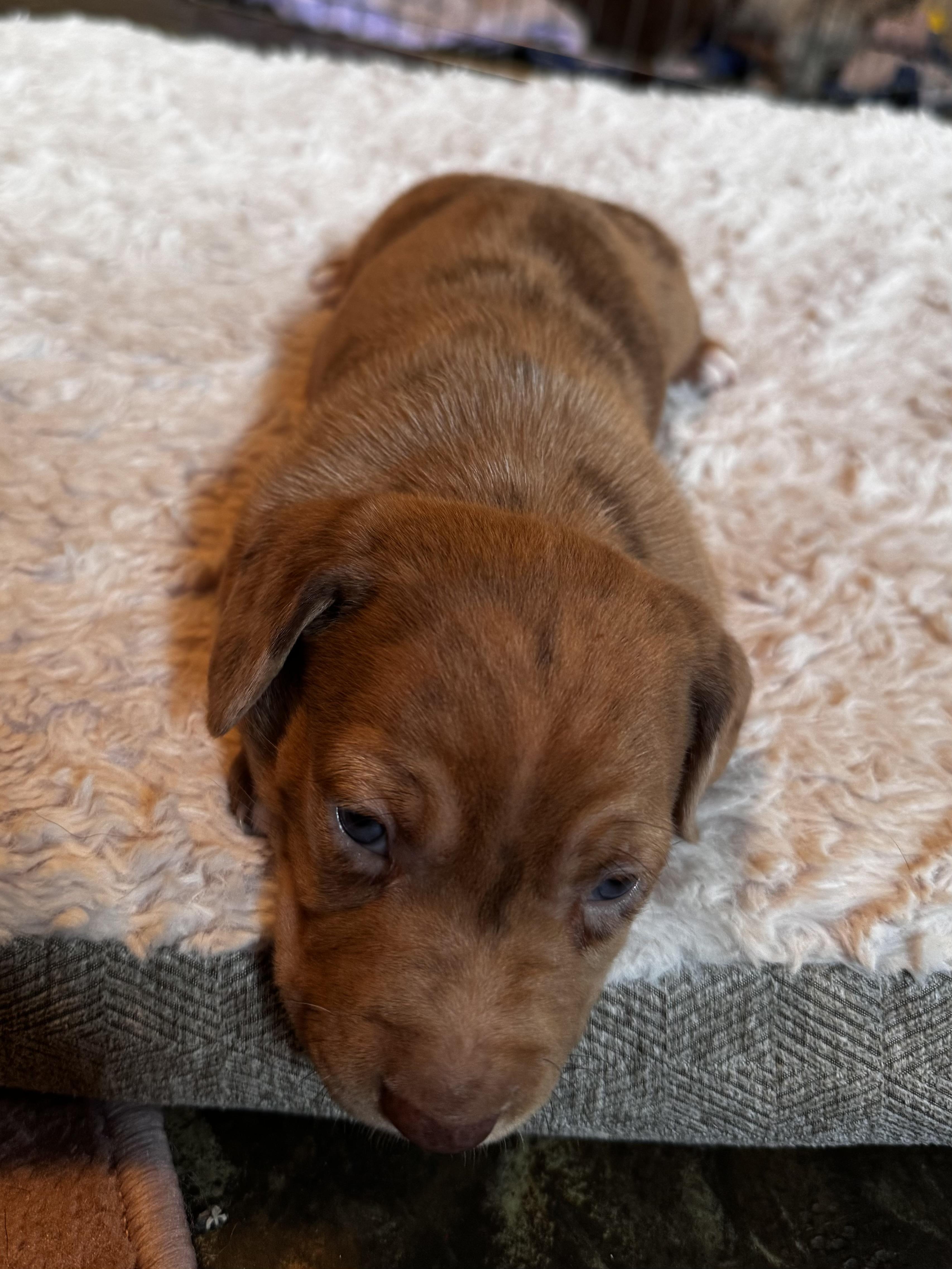 Enlarge Cayenne, a Adoptable mixed breed in Oakland, CA image 3/5
