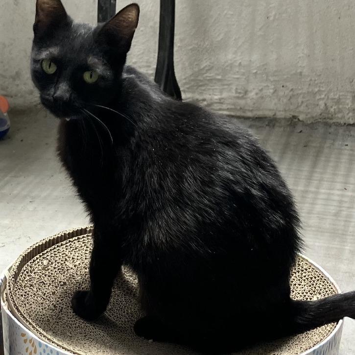 Midnight, Adoptable, Young Female American Shorthair.