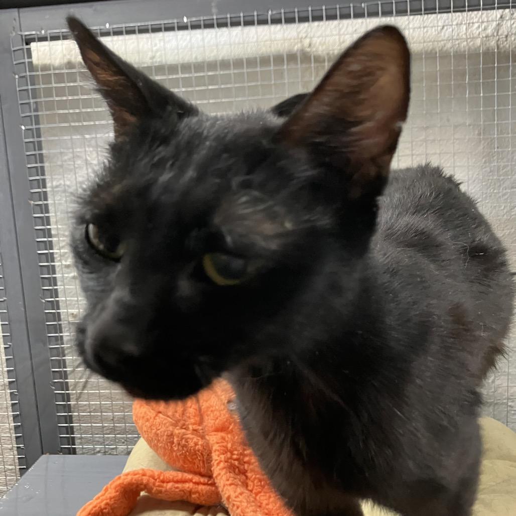 Midnight, Adoptable, Young Female American Shorthair.