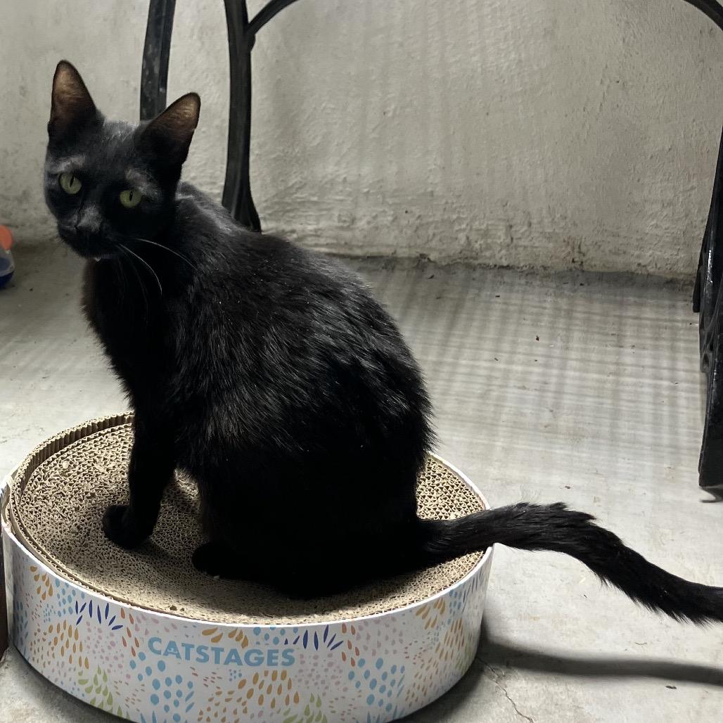 Enlarge Midnight, a Adoptable American Shorthair in Overland Park, KS image 2/4