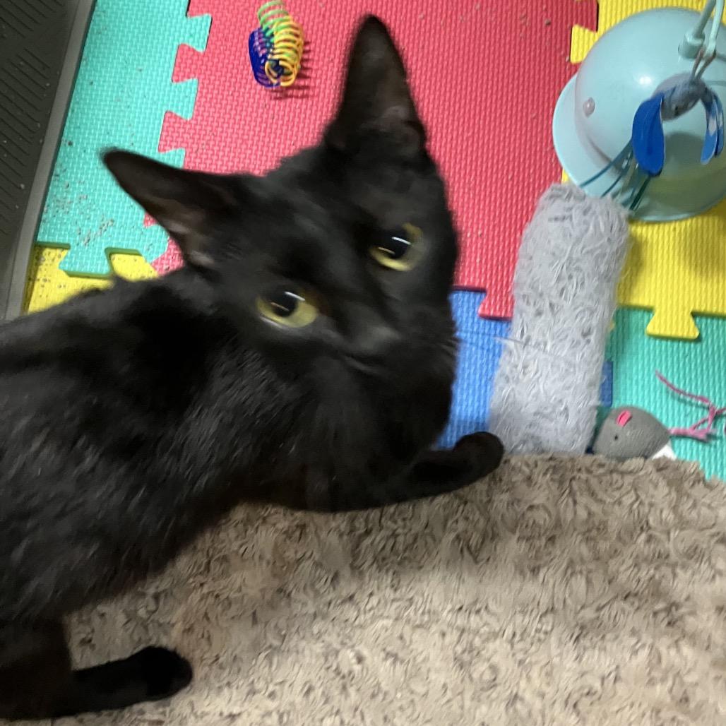 Enlarge Midnight, a Adoptable American Shorthair in Overland Park, KS image 2/3