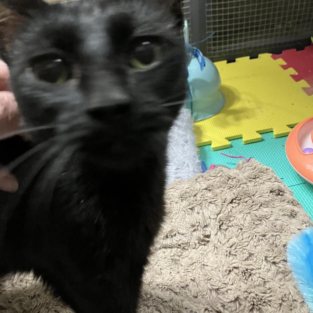 Enlarge Midnight, a Adoptable American Shorthair in Overland Park, KS image 3/3