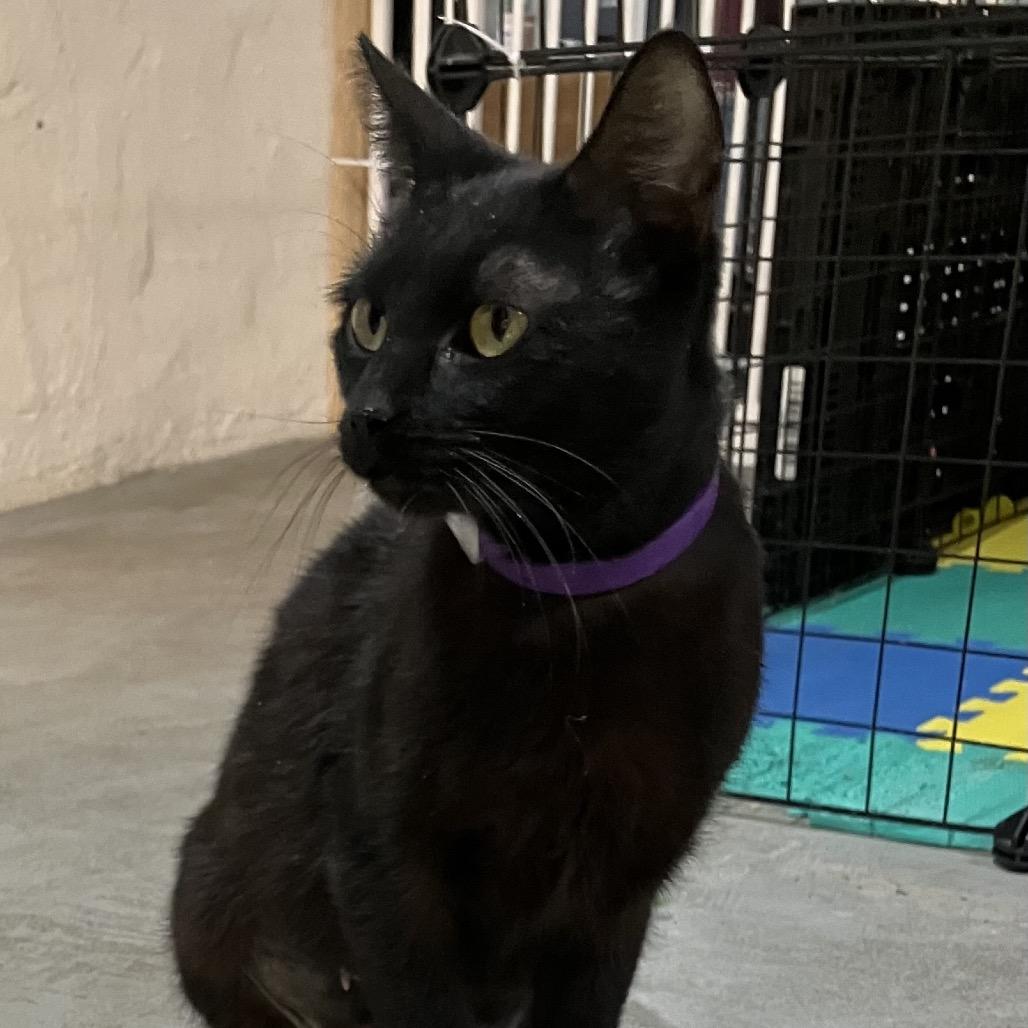 Enlarge Midnight, a Adoptable American Shorthair in Overland Park, KS image 4/4