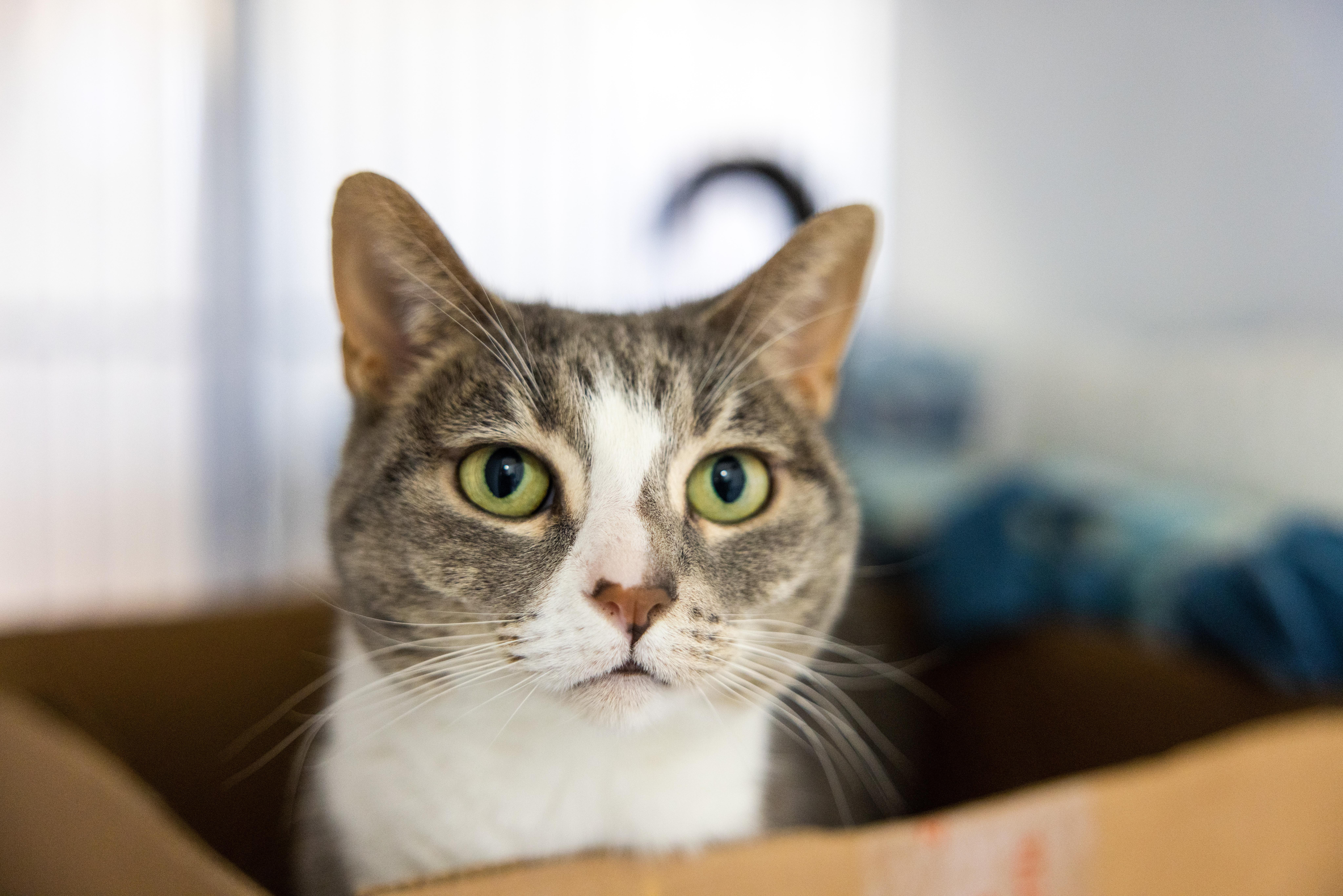Sienna, Adult Female Domestic Short Hair