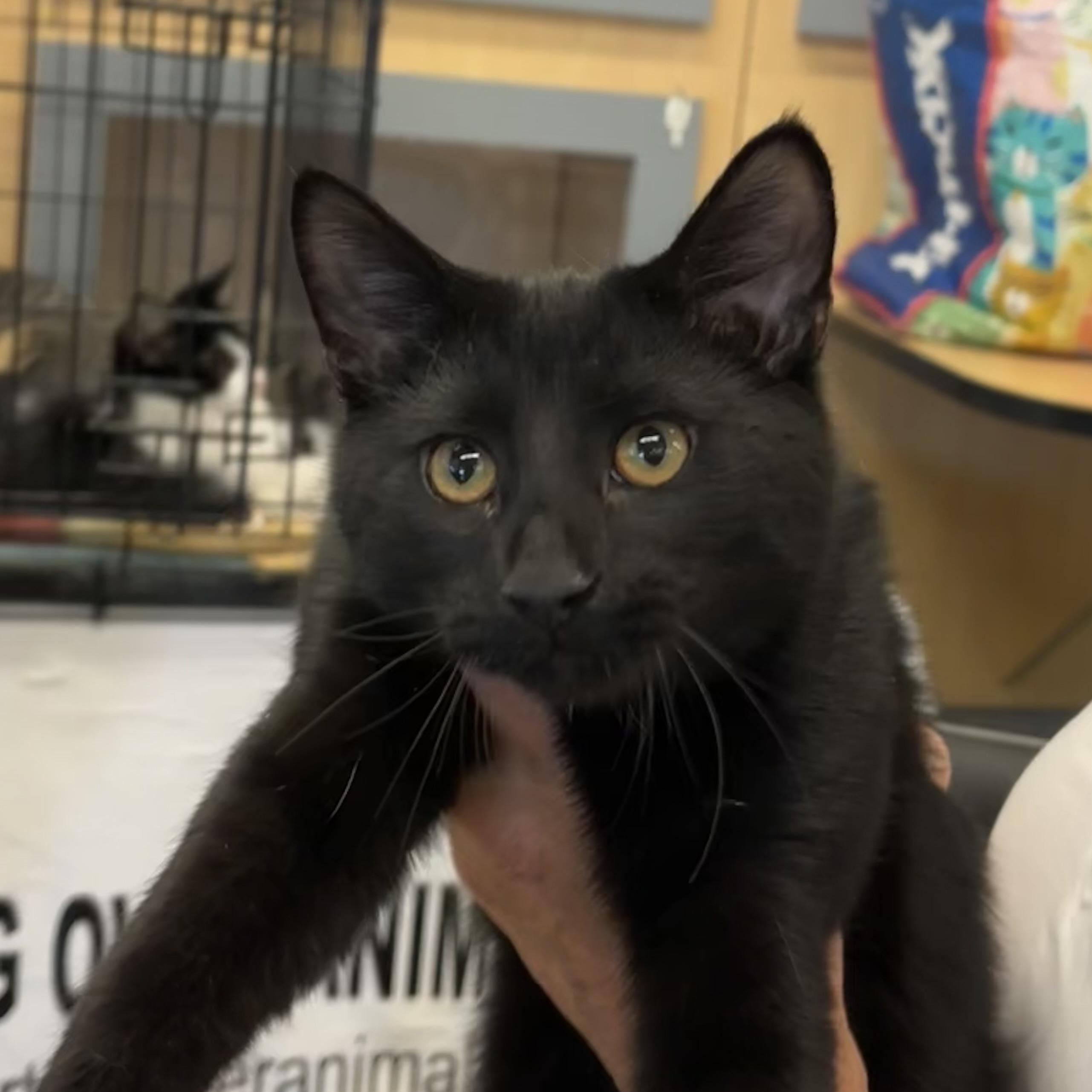 TINY, a Adoptable Domestic Short Hair in Schnecksville, PA image 1/5